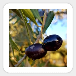 Olives Sticker